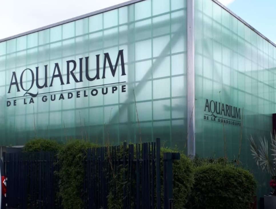 L'aquarium ouvre ses portes avec de nouvelles espèces